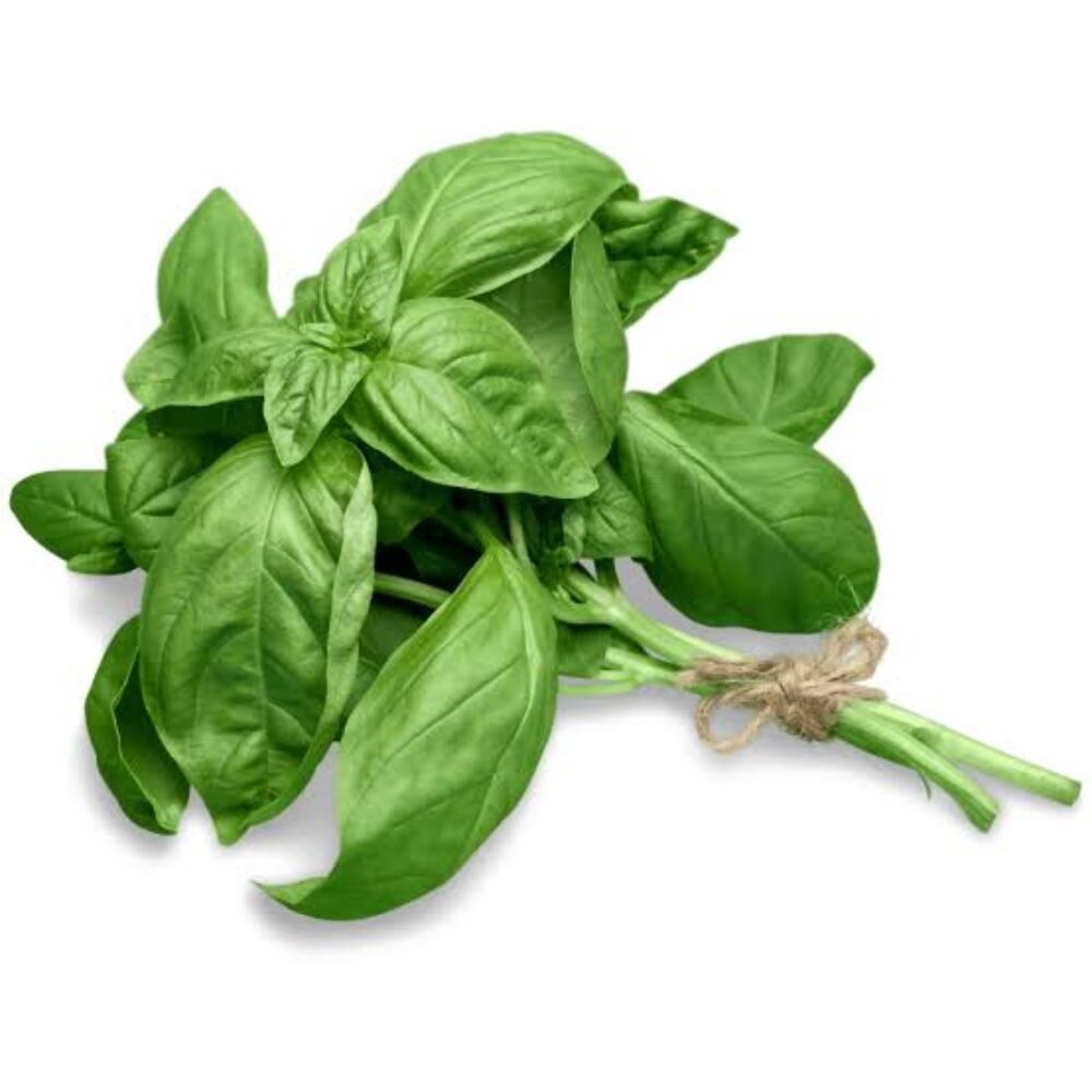 Fresh Basil